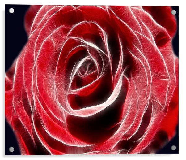 Red Rose Light Acrylic by Darren Smith