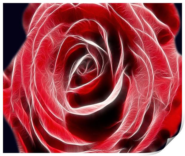 Red Rose Light Print by Darren Smith