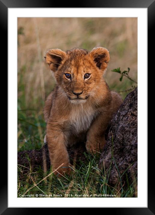 Lion cubs at play Framed Mounted Print by Steve de Roeck