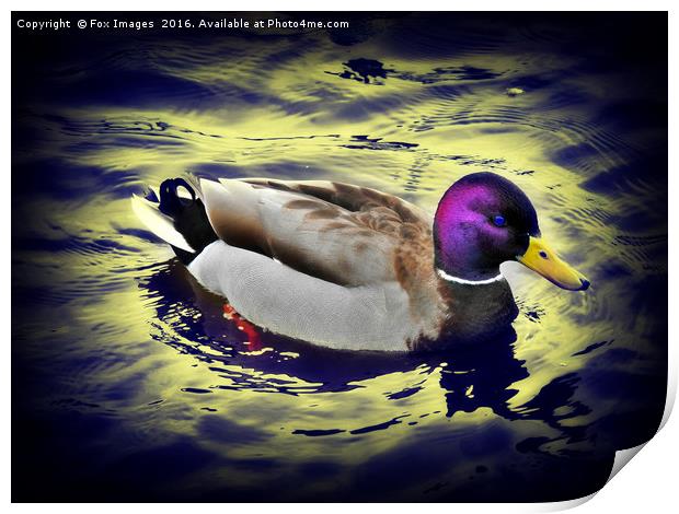 Male Mallard Print by Derrick Fox Lomax