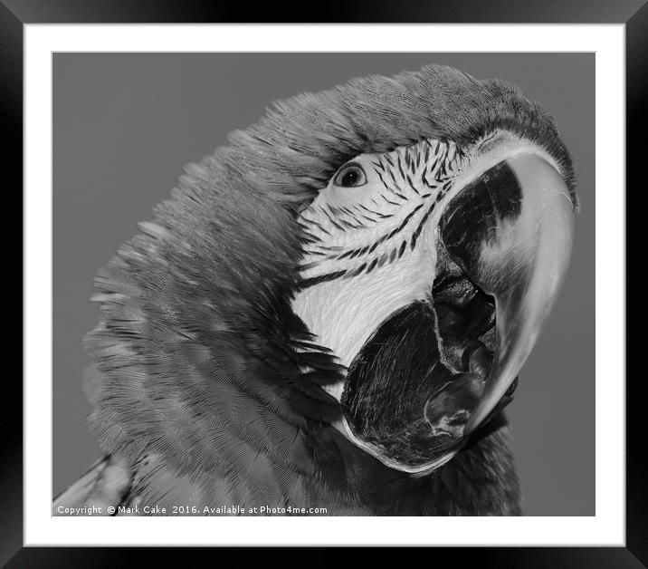 Macaw Framed Mounted Print by Mark Cake