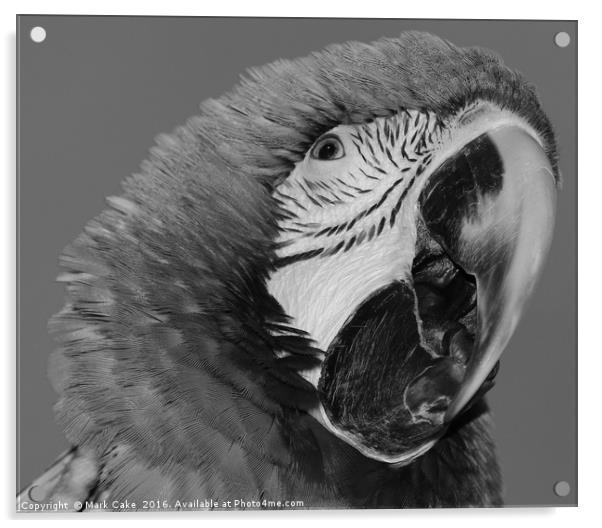 Macaw Acrylic by Mark Cake