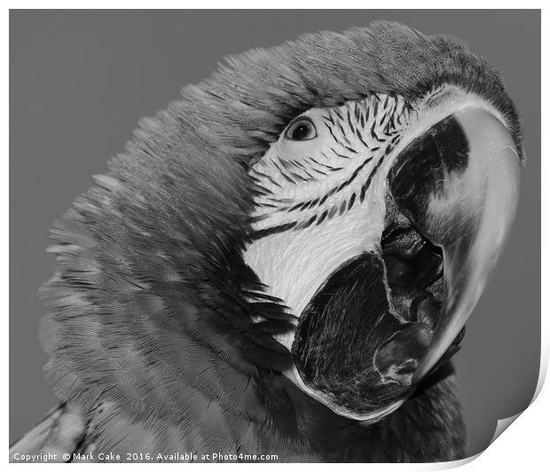 Macaw Print by Mark Cake