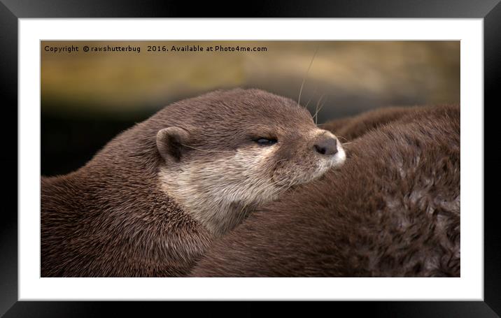 The Loving Huddle of Oriental Small Clawed Otters Framed Mounted Print by rawshutterbug 