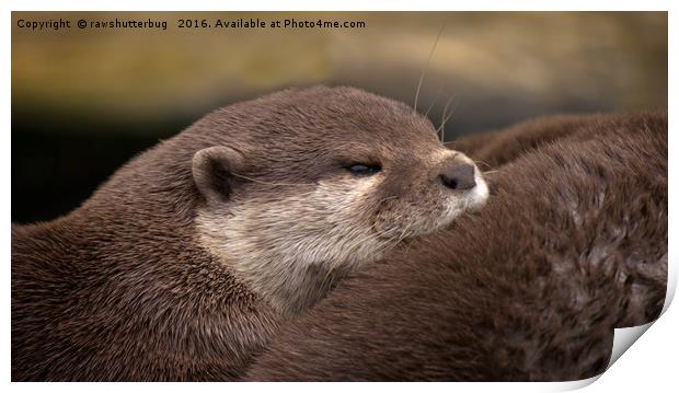 The Loving Huddle of Oriental Small Clawed Otters Print by rawshutterbug 