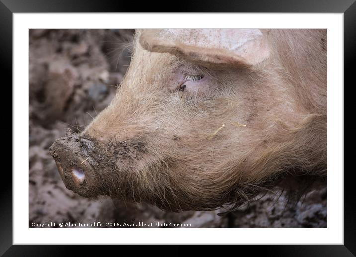 This little piggy........ Framed Mounted Print by Alan Tunnicliffe