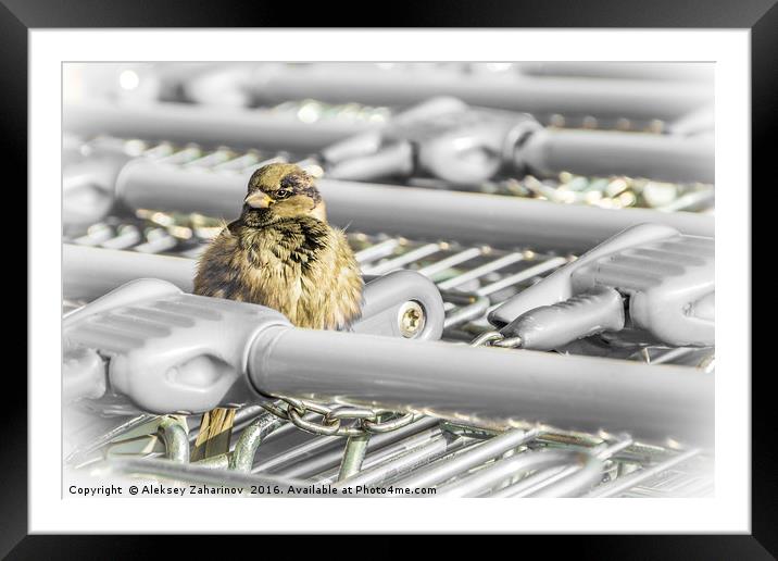A fluffy sparrow on a shopping troley Framed Mounted Print by Aleksey Zaharinov