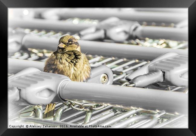 A fluffy sparrow on a shopping troley Framed Print by Aleksey Zaharinov