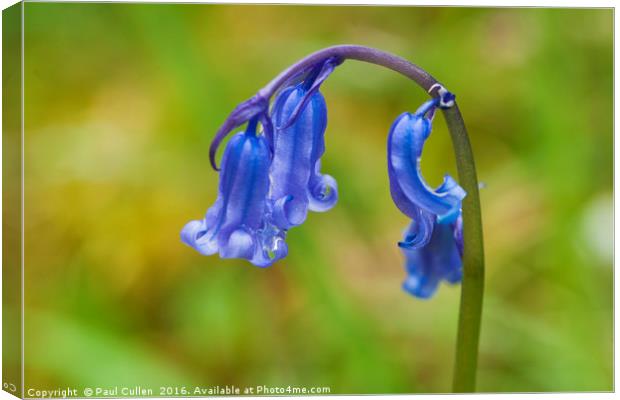 Bluebell. Canvas Print by Paul Cullen