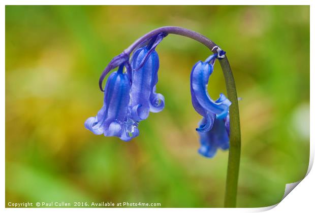 Bluebell. Print by Paul Cullen