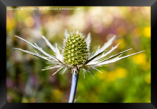 Eryngium - Sea Holly Framed Print by Paul Cullen