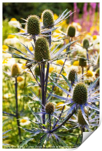 Eryngium - Sea Holly Print by Paul Cullen