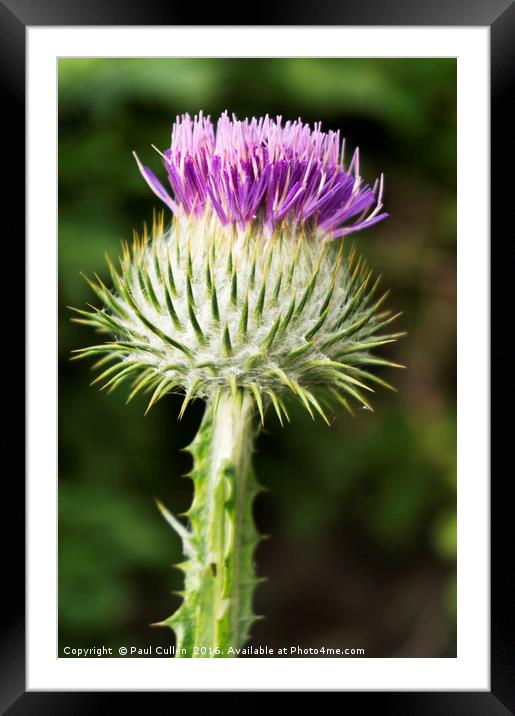 Thistle Framed Mounted Print by Paul Cullen