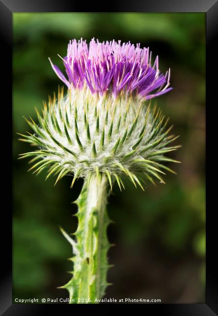 Thistle Framed Print by Paul Cullen