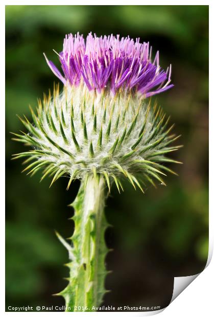 Thistle Print by Paul Cullen