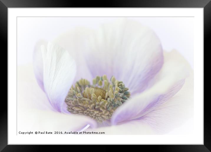 Delicate Framed Mounted Print by Paul Bate