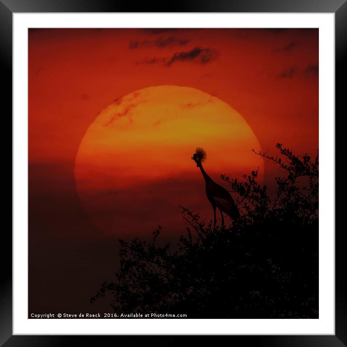 Grey Crowned Crane Welcomes The Dawn Framed Mounted Print by Steve de Roeck