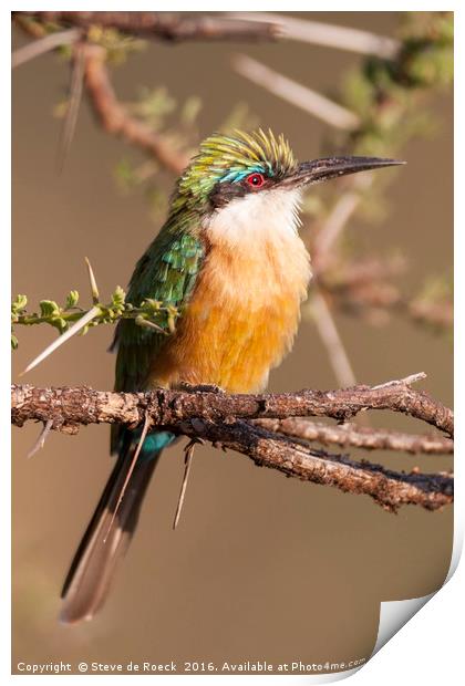 Bee Eater In A Thorn tree Print by Steve de Roeck