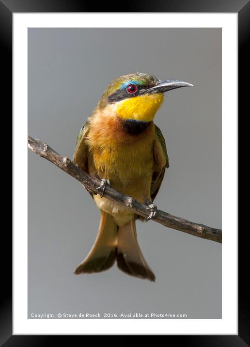 African Bee Eater Framed Mounted Print by Steve de Roeck
