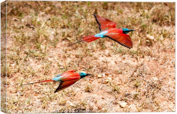 Carmine Bee Eater Canvas Print by Steve de Roeck