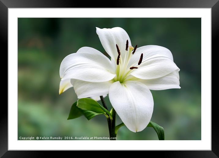 lily Framed Mounted Print by Kelvin Rumsby