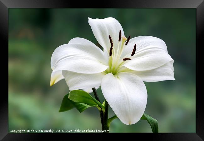 lily Framed Print by Kelvin Rumsby
