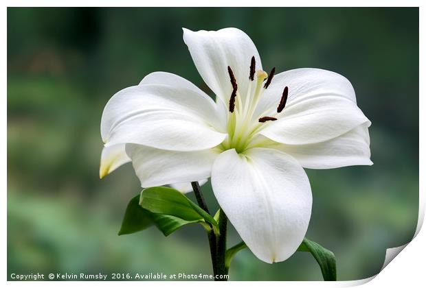 lily Print by Kelvin Rumsby