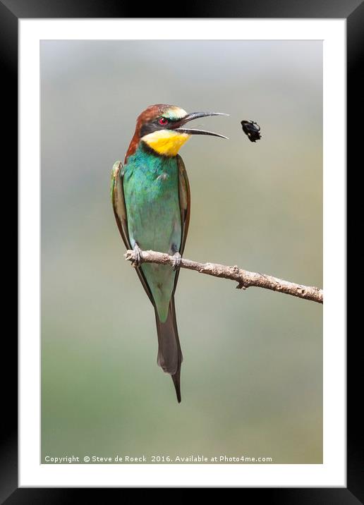 Eurasian Bee Eater With Bee Framed Mounted Print by Steve de Roeck