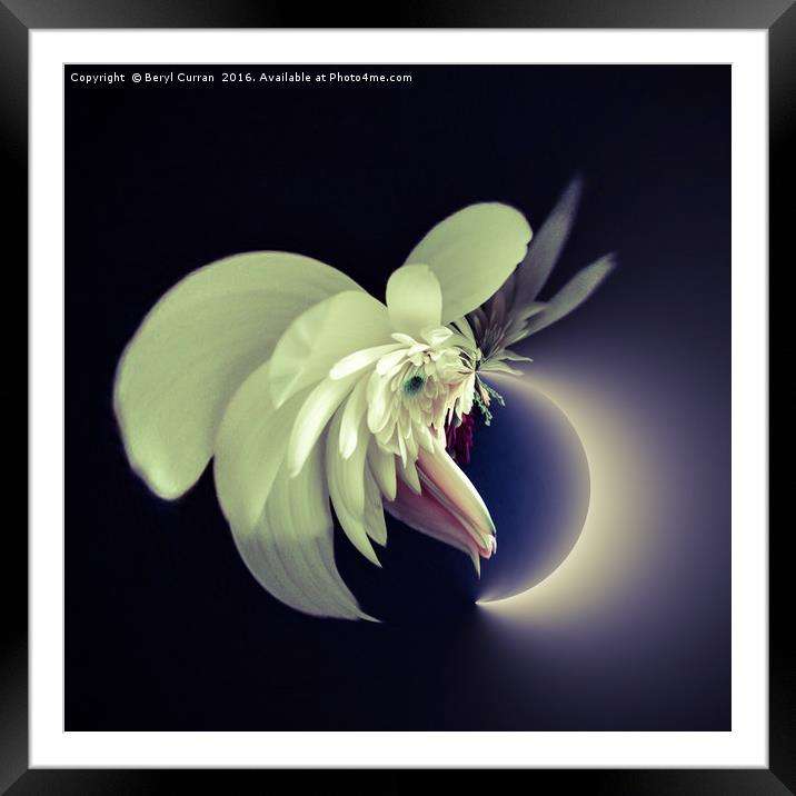 Enchanted Lunar Bouquet Framed Mounted Print by Beryl Curran