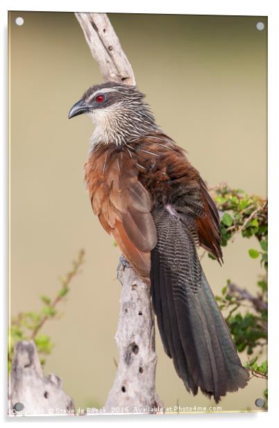 White Browed Coucal Acrylic by Steve de Roeck