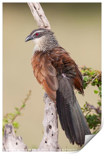 White Browed Coucal Print by Steve de Roeck