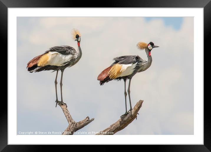 Grey Crowned Cranes Framed Mounted Print by Steve de Roeck