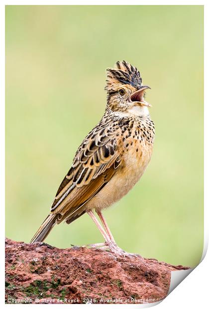 Singing For His Supper; Crested Lark Print by Steve de Roeck