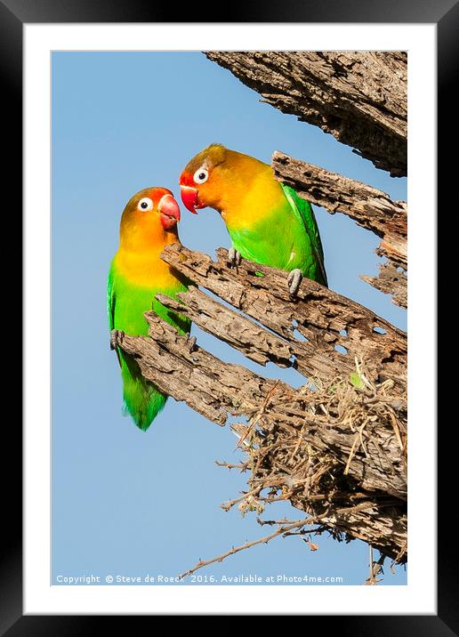 Lovebirds Nesting Framed Mounted Print by Steve de Roeck