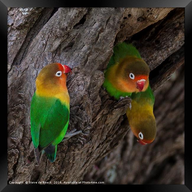 A Gathering Of Lovebirds Framed Print by Steve de Roeck
