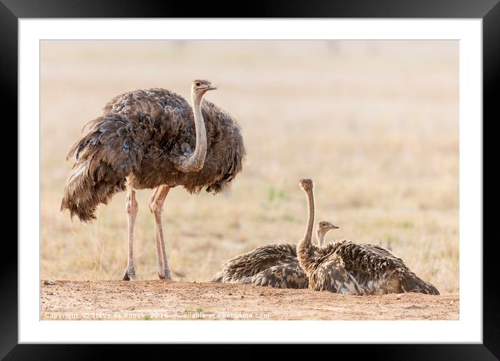 The Ostrich Family Framed Mounted Print by Steve de Roeck