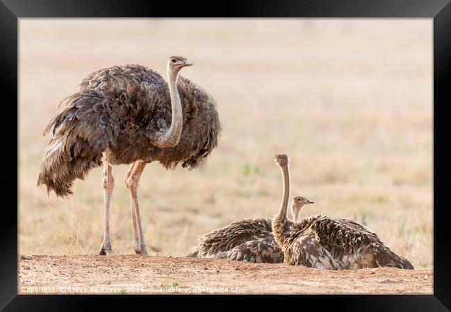 The Ostrich Family Framed Print by Steve de Roeck