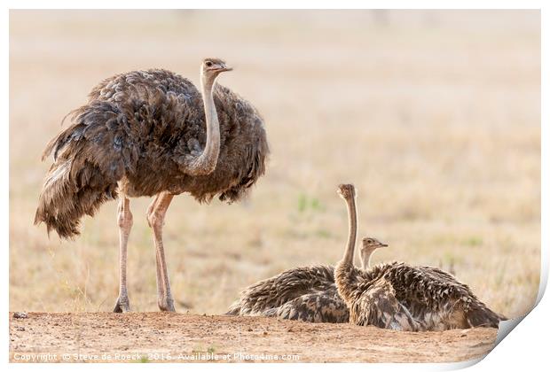 The Ostrich Family Print by Steve de Roeck