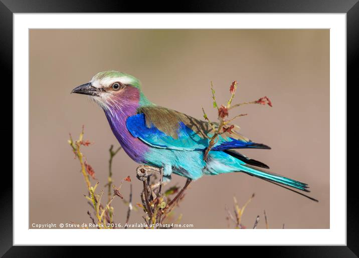 Lilac Breasted Roller Framed Mounted Print by Steve de Roeck