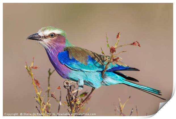 Lilac Breasted Roller Print by Steve de Roeck