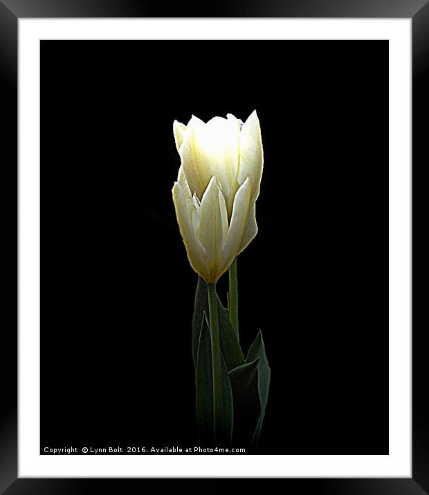 Two White Tulips Framed Mounted Print by Lynn Bolt