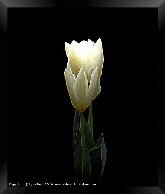Two White Tulips Framed Print by Lynn Bolt