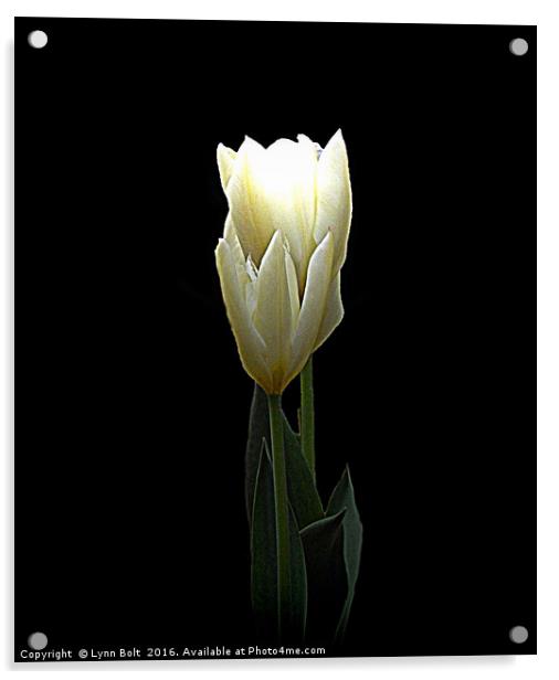 Two White Tulips Acrylic by Lynn Bolt