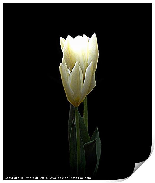 Two White Tulips Print by Lynn Bolt