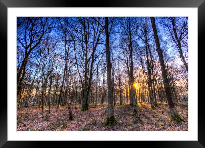The Sun Ray Forest Framed Mounted Print by David Pyatt
