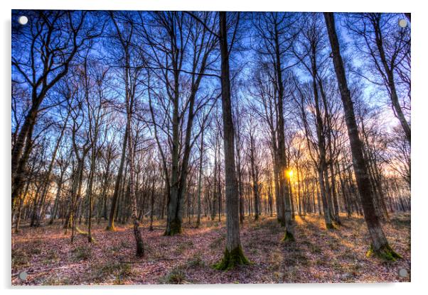 The Sun Ray Forest Acrylic by David Pyatt