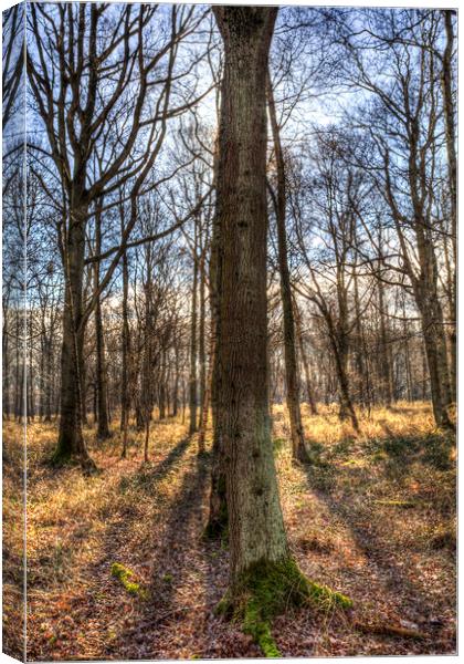 Peace In the Morning Forest Canvas Print by David Pyatt