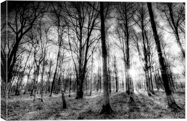 The Forest Of Haunting Canvas Print by David Pyatt