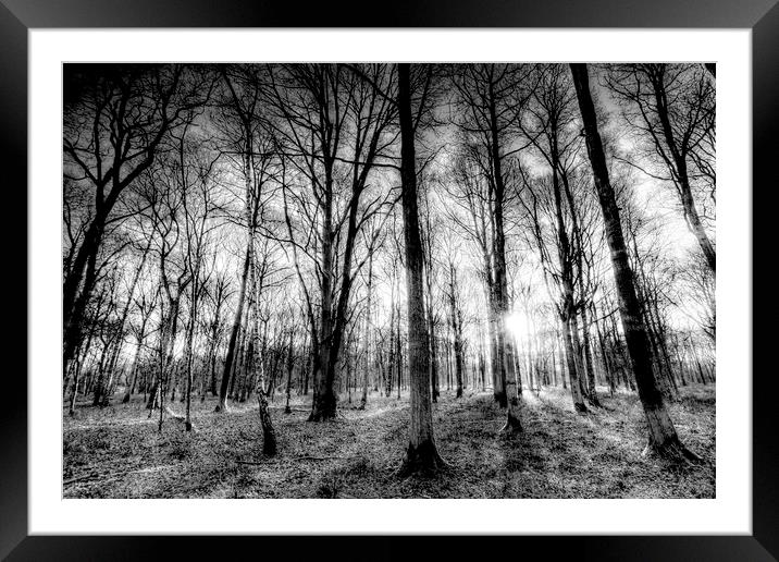 The Forest Of Haunting Framed Mounted Print by David Pyatt