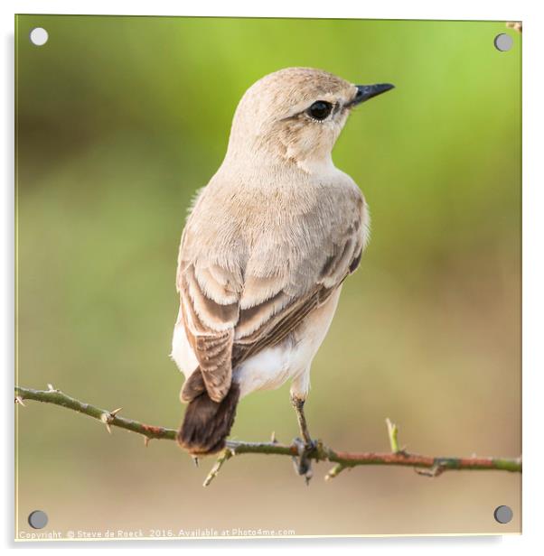 Wheatear Acrylic by Steve de Roeck